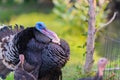 Portrait of black turkey on nature background