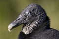 Portrait of a Black Vulture, Coragyps atratus, in Everglades National Park, Florida Royalty Free Stock Photo