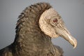 Portrait of Black vulture, Everglades, Florida Royalty Free Stock Photo