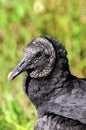 Portrait of a Black Vulture Royalty Free Stock Photo