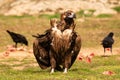 Portrait of a black vulture Royalty Free Stock Photo