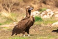 Portrait of a black vulture Royalty Free Stock Photo