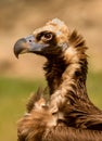 Portrait of a black vulture Royalty Free Stock Photo