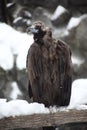 Portrait of black vulture sitting on a snowcovered branch