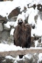 Portrait of black vulture sitting on a snowcovered branch Royalty Free Stock Photo