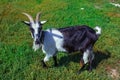 Portrait of black and white adult goat grazing on green meadow in summer day