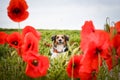 Bohemian Spotted Dog, who is hidding in poppy seed.