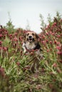 Bohemian Spotted Dog, who is running in tall shamrock.