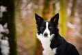 Portrait of black and white border collie