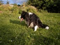 Portrait of a black and white border collie. He is sitting in a herb garden. Royalty Free Stock Photo