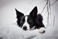 Portrait of black and white border collie in snow