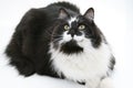 Portrait of a Black and White Cat Royalty Free Stock Photo
