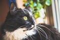 Portrait of black-white cat Royalty Free Stock Photo