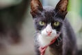 Portrait of black and white cat with green eyes Royalty Free Stock Photo