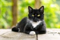 Portrait of a black and white cat with green eyes Royalty Free Stock Photo