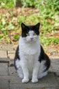 portrait of a black and white cat that has been hit by a bullet Royalty Free Stock Photo