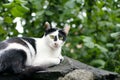 Portrait of a black and white cat resting on a concrete wall against the background of trees Royalty Free Stock Photo