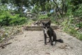 Portrait of black and white cat sitting on stone and looking into camera over green grass and trees background Royalty Free Stock Photo