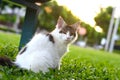Portrait of black and white cat wondering and sitting on a wooden chair in green garden. Giant kitten sitting in garden Royalty Free Stock Photo