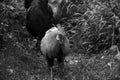 Portrait in black and white of a chicken Royalty Free Stock Photo