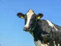 Portrait of a black and white cow, with teared ear, house flies flying around,blue sky background Royalty Free Stock Photo