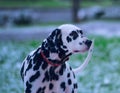 Portrait of black and white dalmatian dog