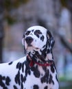 Portrait of black and white dalmatian dog