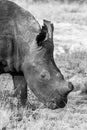 A portrait in black and white of a dehorned White Rhino, close-up of the head. Royalty Free Stock Photo