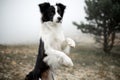 Portrait black and white dog border collie stand in field forest and dance