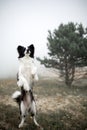 Portrait black and white dog border collie stand in field on mountain and dance