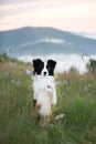 Portrait black and white dog border collie stand on two paws
