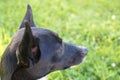 Portrait of a black and white dog in a Park