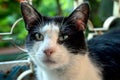 Portrait of black-and-white domestic cat, which is with wide open eyes, who looks. Close-up Royalty Free Stock Photo