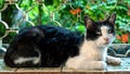 Portrait of black-and-white domestic cat, which is with wide open eyes, who looks. Selective focus. Close-up Royalty Free Stock Photo