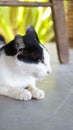 A portrait of black and white domestic pet house cat with eyes almost closing, chill and relaxed sit on the floor with blur