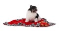 Portrait of a black and white dwarf Pomeranian at Christmas