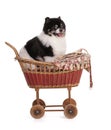 Portrait of a black and white dwarf Pomeranian in an old stroller