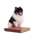 Portrait of a black and white dwarf Pomeranian with a red book