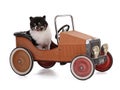 Portrait of a black and white dwarf Pomeranian in a small old car Royalty Free Stock Photo