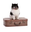 Portrait of a black and white dwarf Pomeranian on a suitcase