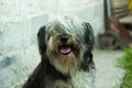 Portrait of a black and white fluffy dog. Cute funny animals. Pets.