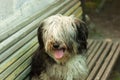 Portrait of a black and white fluffy dog. Cute funny animals. Pets.