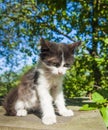 Portrait of black white fluffy mongrel kitten sitting in garden daytime lighting. Adorable small cat Royalty Free Stock Photo
