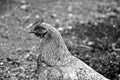 Portrait of a hen in black and white Royalty Free Stock Photo