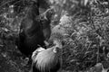 Portrait in black and white of a group of hens Royalty Free Stock Photo