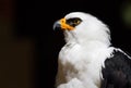 Portrait of a black and white hawk eagle Royalty Free Stock Photo