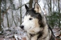 portrait of a black and white husky dog with blue eyes Royalty Free Stock Photo