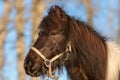 Portrait of a black and white Icelandic horse Royalty Free Stock Photo