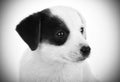 Portrait Black and White of Jack Russell puppy Royalty Free Stock Photo