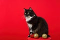 Portrait of black and white kitten with Christmas spheres.